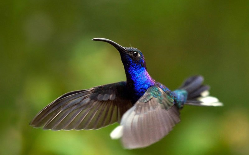 How Long Do Hummingbird Live