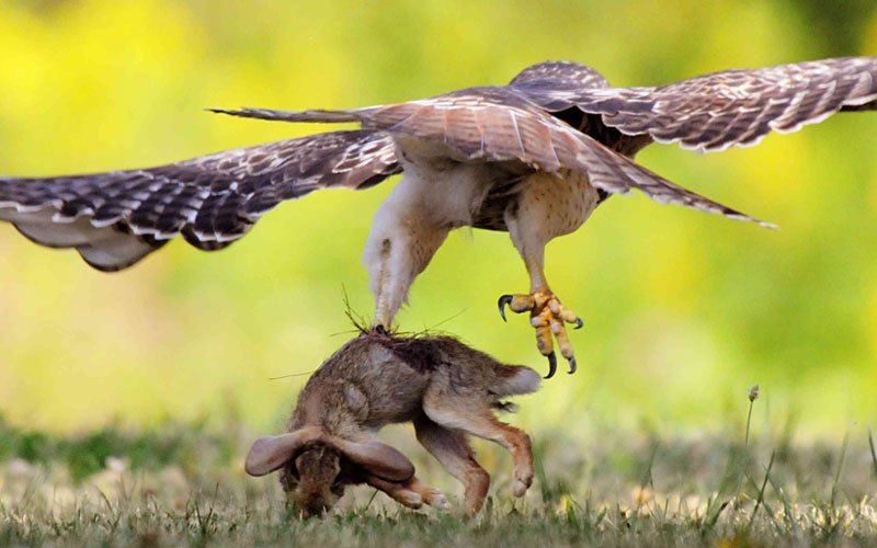 How Much Weight Can A Hawk Carry