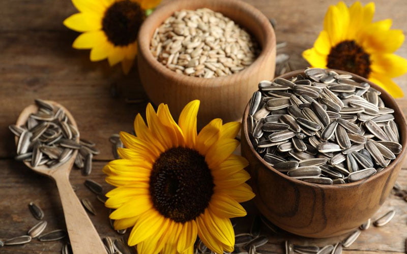 Can Dogs Eat Sunflower Seeds