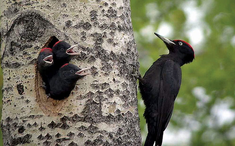 why do woodpeckers peck wood