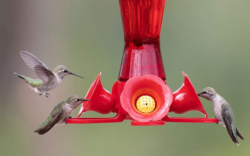 How to Keep Bees Away from Hummingbird Feeders