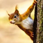 how to keep squirrels away