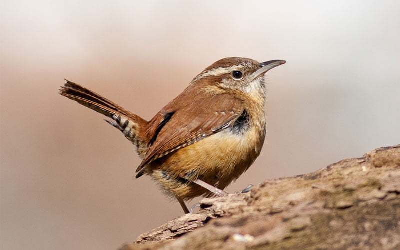 what is the state bird of south carolina