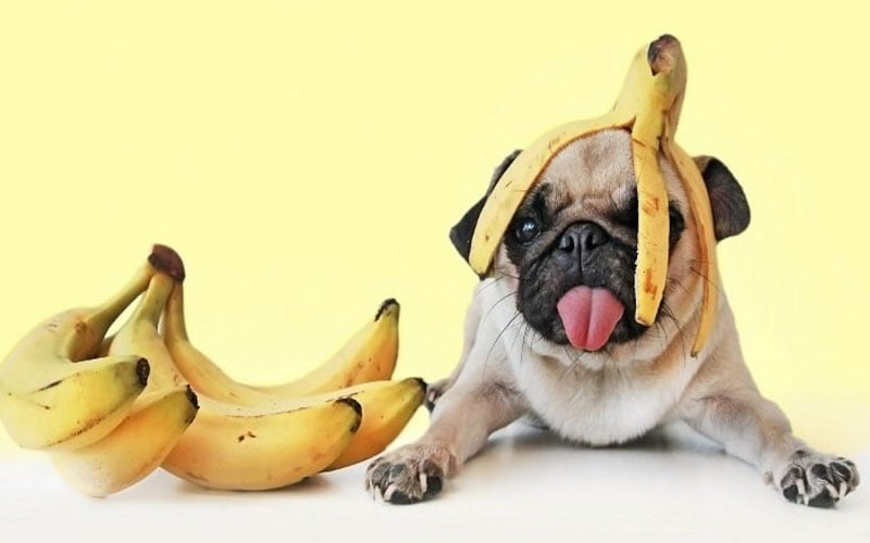 Can Dogs Eat Bananas