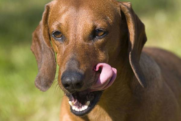 Why do Dogs Eat Cat Poop